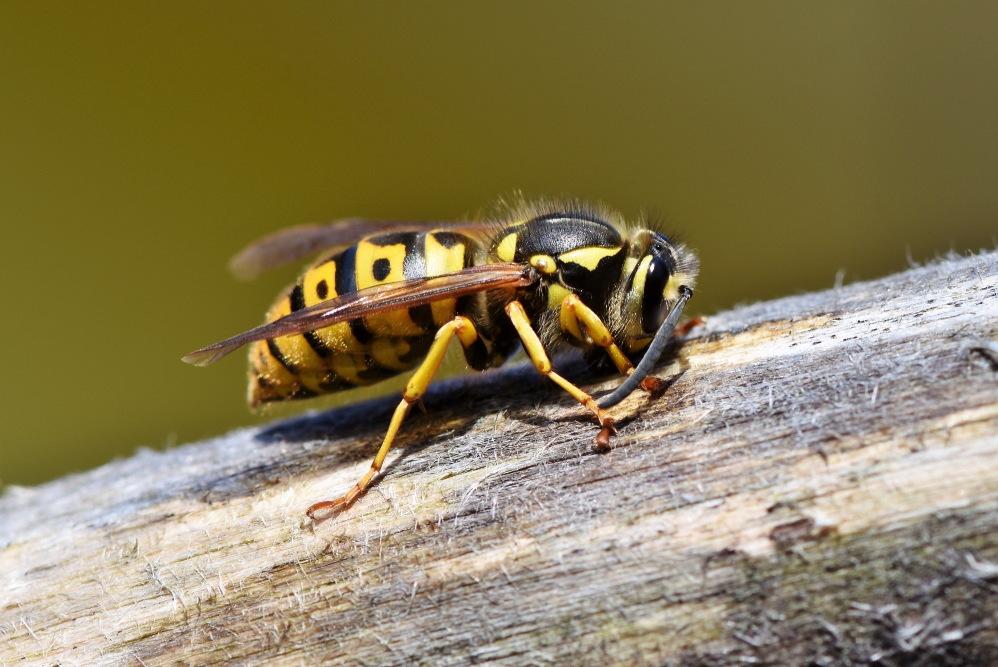 Weekend Cleanup Part 2: All About Yellowjackets | Bee keeping, Bee, Yellow  jacket