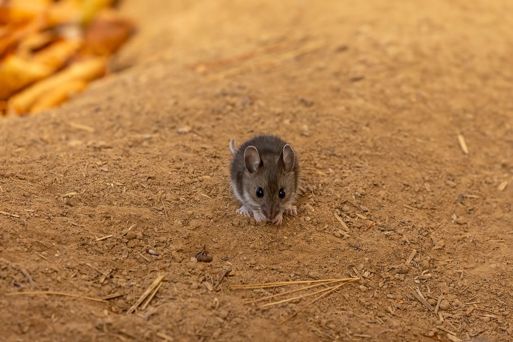 deer mice viking pest control